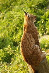 sitzender Luchs