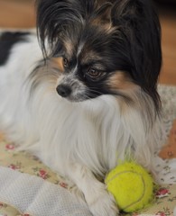 papillon