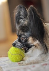 papillon avec ball de tennis