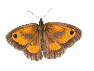 rostbraunes Ochsenauge, freigestellt