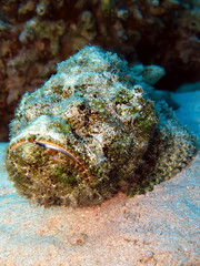 Devil scorpionfish