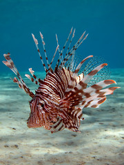 Lionfish