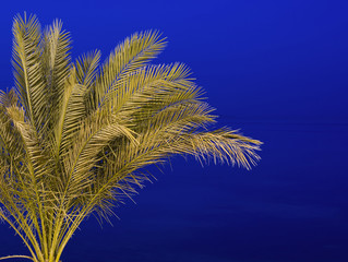Palm tree isolated against a night sky