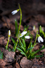 Snow drop