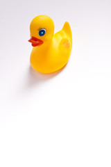 Yellow duck