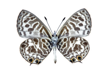 Butterfly - Plumbago Blue, Leptotes plinius, wingspan 23mm
