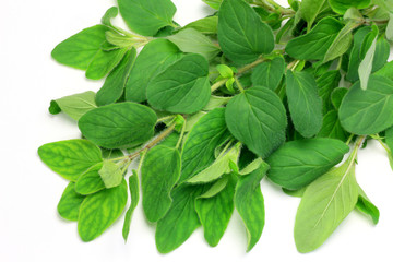 oregano