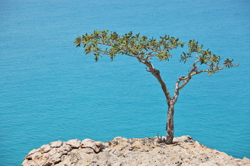 Boswellia tree (Frankincense tree) with sea background - obrazy, fototapety, plakaty