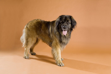 Hunde, Rasse Leonberger