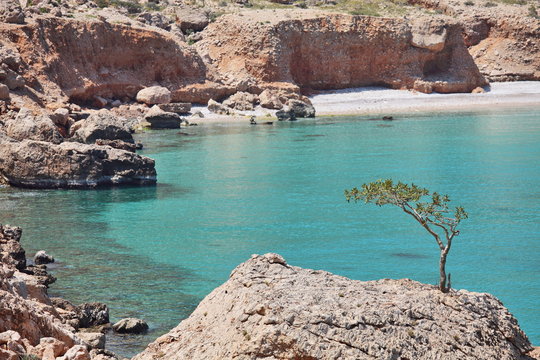 Boswellia Tree (Frankincense Tree), Socotra Island