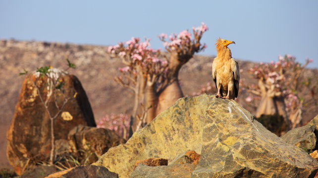 Egyptian vulture with desert rose background, Socotra