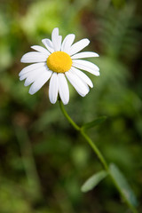 Fototapeta premium Oxeye daisy
