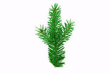 Fir branch