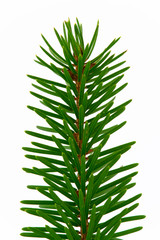 Fir branch