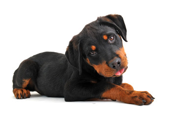 Fototapeta premium chiot rottweiler