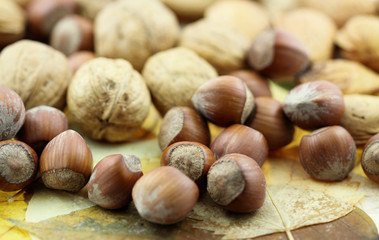 fruits secs, noix, noisettes sur feuilles mortes