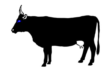 cow on the white background