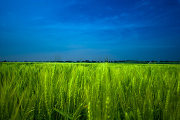 Wheat field