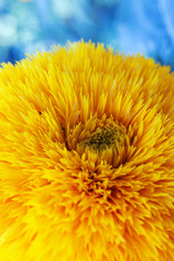 close-up of yellow spring flower on a blue background