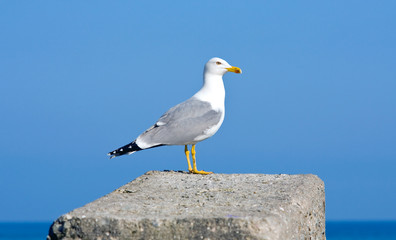 seagull
