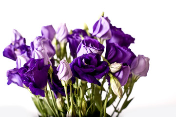 Obraz na płótnie Canvas Purple Iris Flowers
