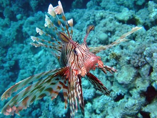 Lionfish