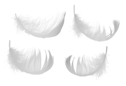 set of four white feathers