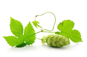 Detail of hop cone with leaves