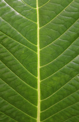 Leaf