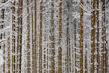 tannenwald im winter