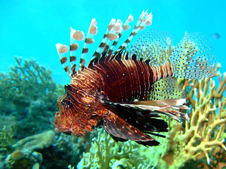 Lionfish