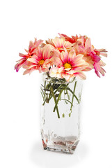 Pink daisies in glass
