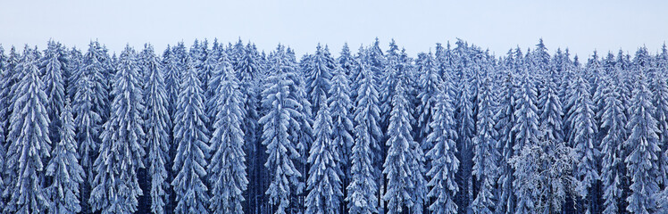 winterwald