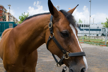 cavallo