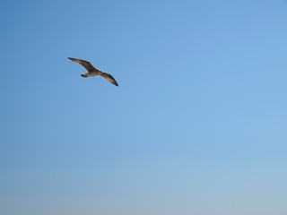 seagulls flying in the blue  sky