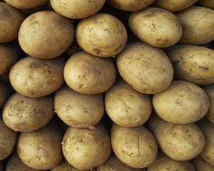 Earth treasures, raw potatoes background