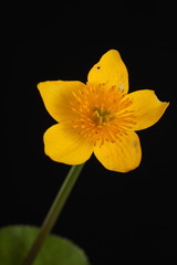 Fototapeta premium caltha palustris