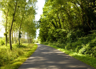 Roadway trough a thick forest in a sunny day