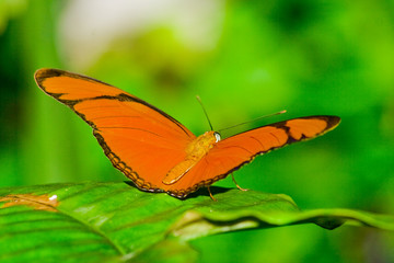 Schmetterling