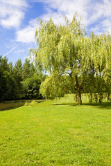 Fototapeta na wymiar Willow na rzeki w słoneczny dzień