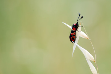 borboleta