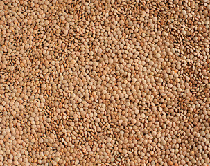 Crimson lentil