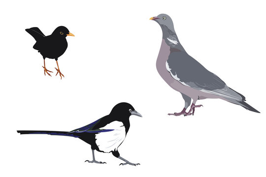 illustration of three common bird species