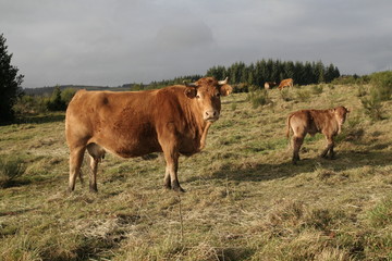 vache limouzine est son veau