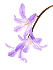 spring blue bells - scilla flower