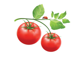 tomatoes on a branch with leaves and ladybug