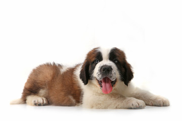 Panting Saint Bernard Puppy Lying on His Stomach