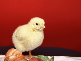 Little chick and easter eggs shell