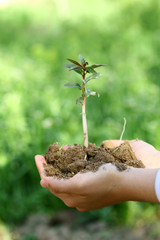green plant