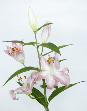 Fototapeta A light purple liliy on grey